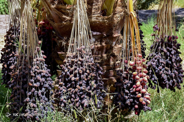 Dates Harvesting Season Begins in Iran