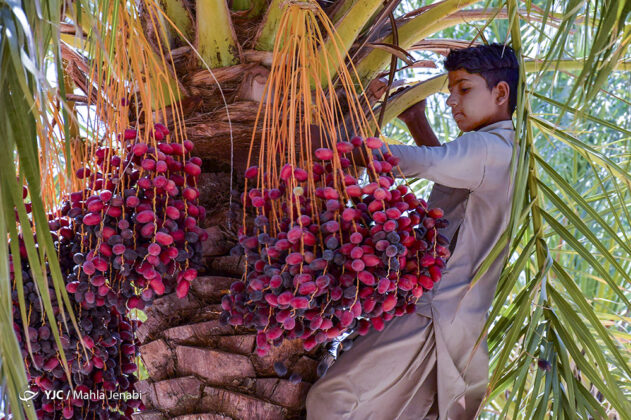 Dates Harvesting Season Begins in Iran