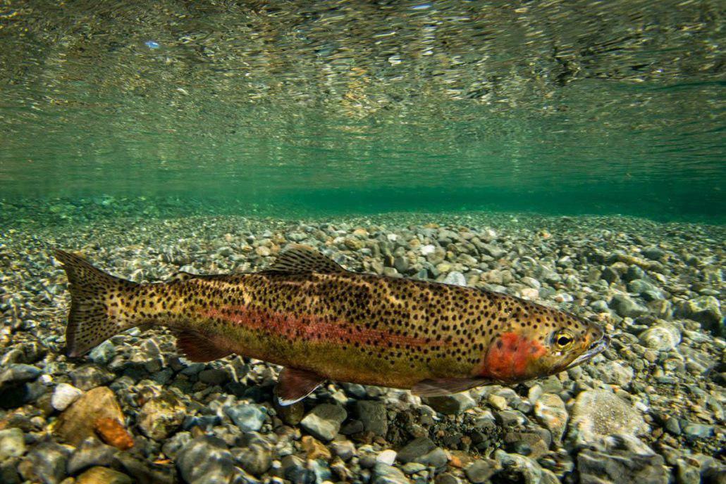 New Vaccine Made in Iran to Save Rainbow Trout
