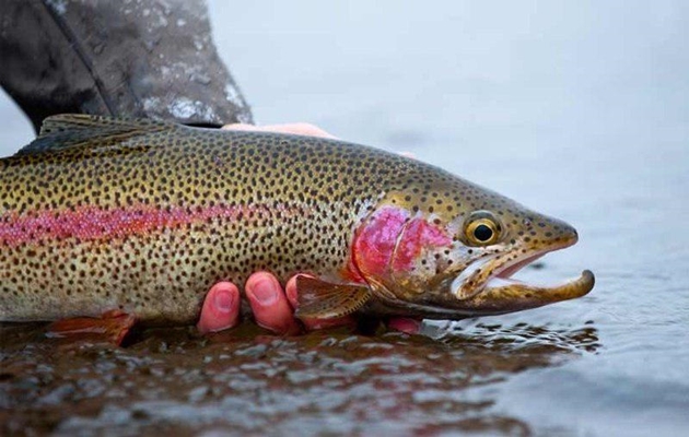 New Vaccine Made in Iran to Save Rainbow Trout (2)