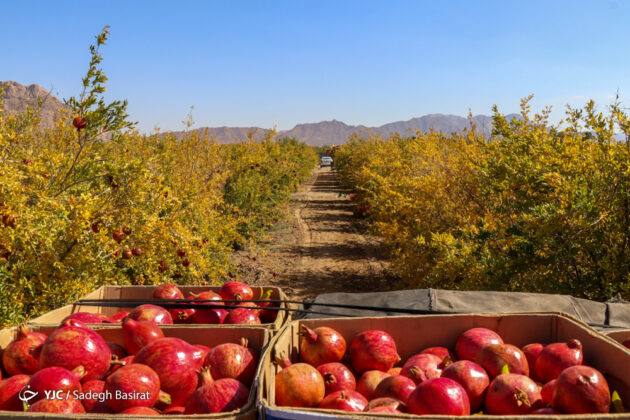 Farmers in Shahreza Start Harvesting Pomegranate