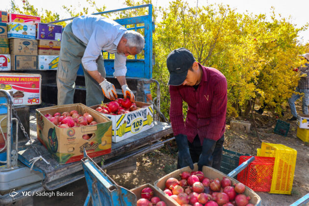 Farmers in Shahreza Start Harvesting Pomegranate