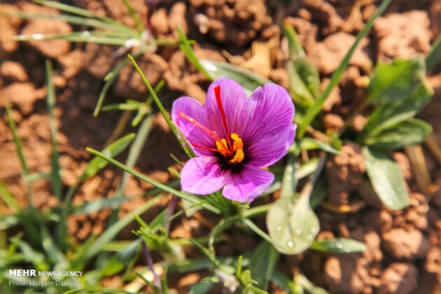 Iranian Farmers Start Harvesting Saffron 1