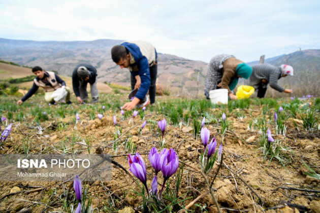 Iranian Farmers Start Harvesting Saffron 10