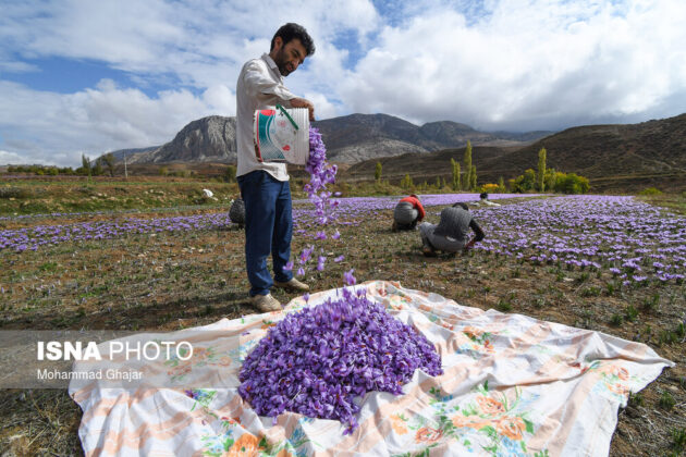 Iranian Farmers Start Harvesting Saffron 11