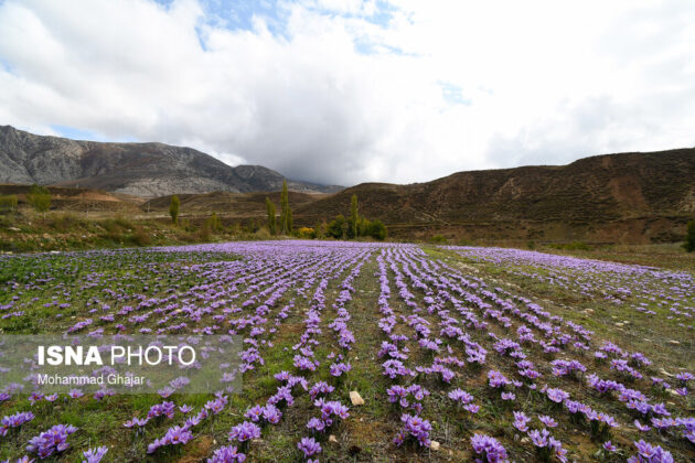 Iranian Farmers Start Harvesting Saffron 12
