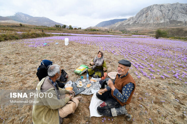 Iranian Farmers Start Harvesting Saffron 13