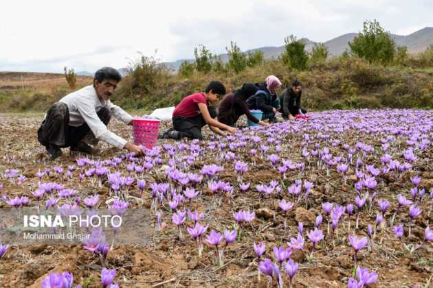 Iranian Farmers Start Harvesting Saffron 14