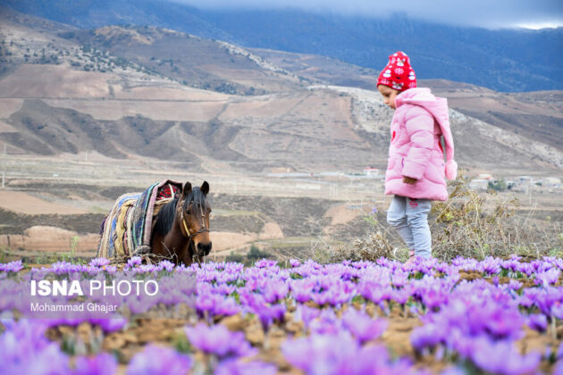 Iranian Farmers Start Harvesting Saffron 15