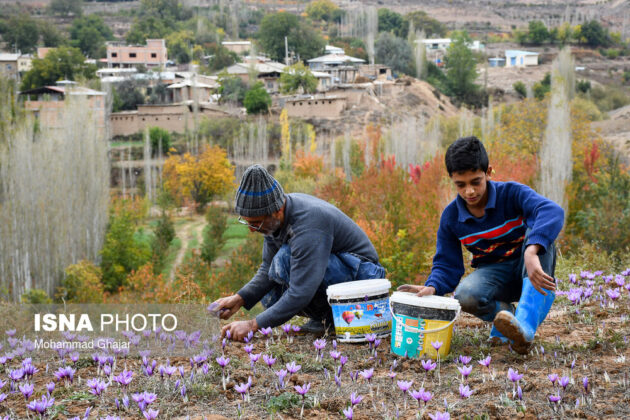 Iranian Farmers Start Harvesting Saffron 16
