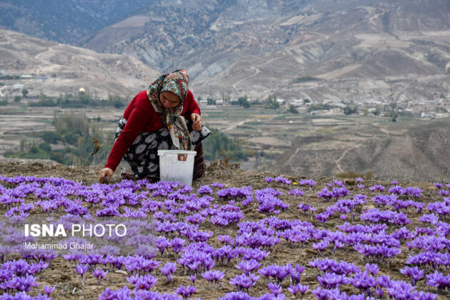 Iranian Farmers Start Harvesting Saffron 17
