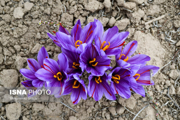 Iranian Farmers Start Harvesting Saffron 18