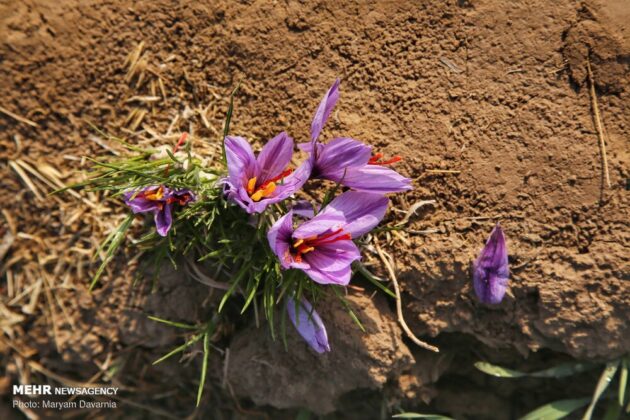 Iranian Farmers Start Harvesting Saffron 2