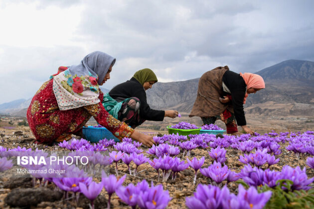 Iranian Farmers Start Harvesting Saffron 21