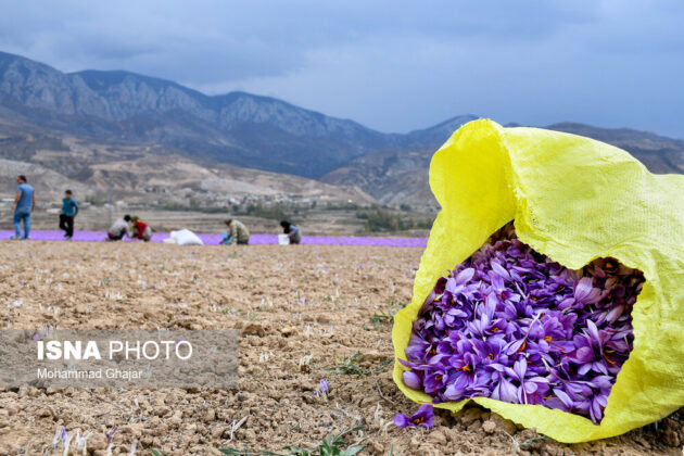 Iranian Farmers Start Harvesting Saffron 22