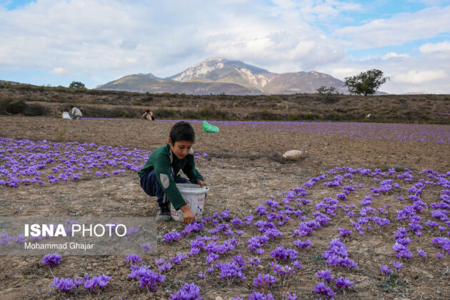 Iranian Farmers Start Harvesting Saffron 23