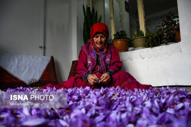 Iranian Farmers Start Harvesting Saffron 24
