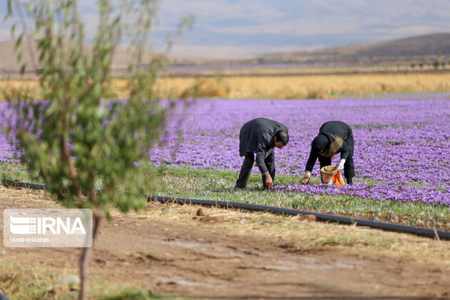 Iranian Farmers Start Harvesting Saffron 26