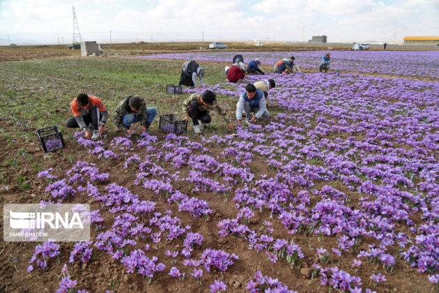 Iranian Farmers Start Harvesting Saffron 27