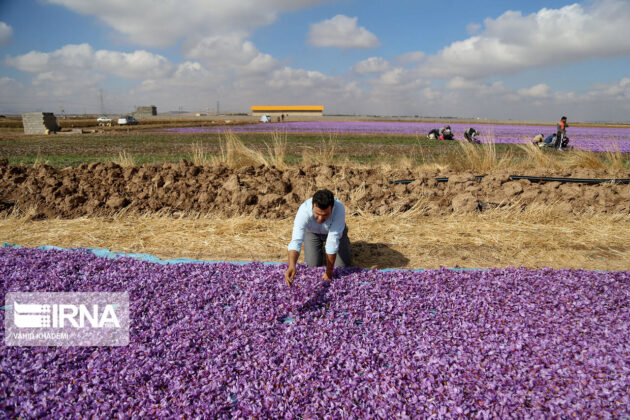 Iranian Farmers Start Harvesting Saffron 29