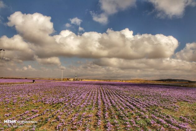 Iranian Farmers Start Harvesting Saffron 3