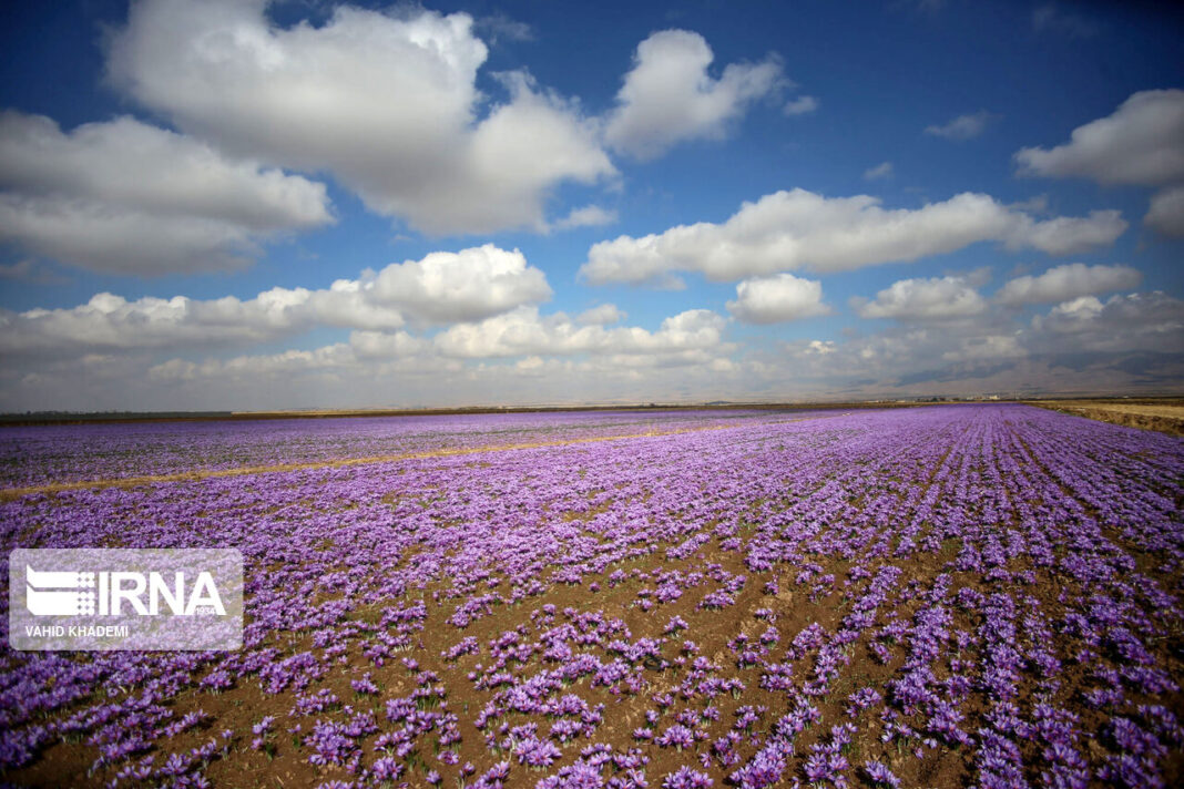 Iranian Farmers Start Harvesting Saffron Iran Front Page