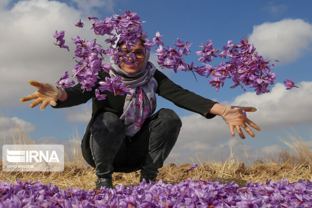 Iranian Farmers Start Harvesting Saffron 32