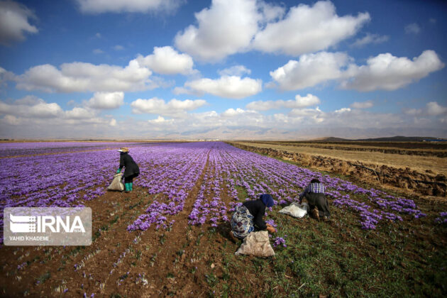 Iranian Farmers Start Harvesting Saffron