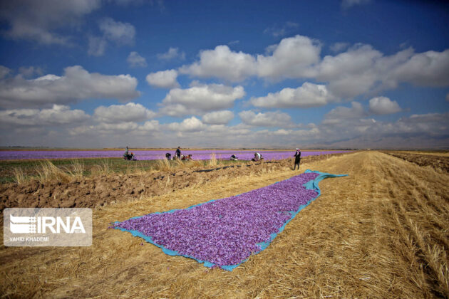 Iranian Farmers Start Harvesting Saffron 34
