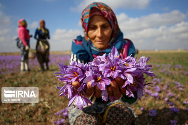 Iranian Farmers Start Harvesting Saffron 35