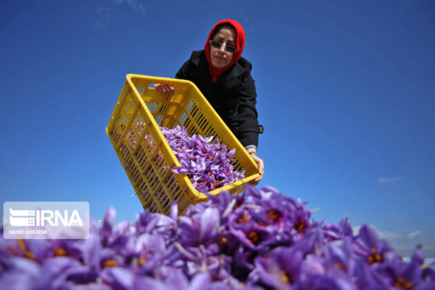 Iranian Farmers Start Harvesting Saffron 36