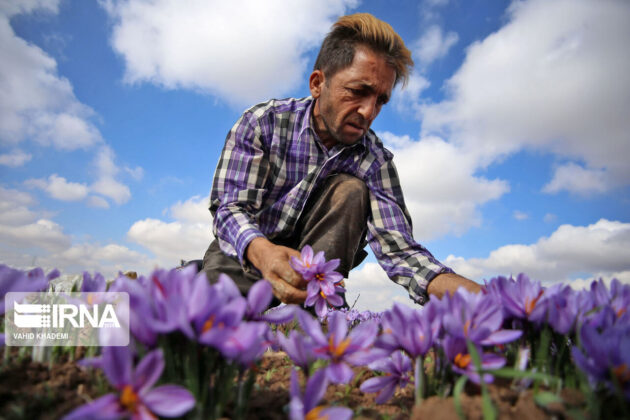 Iranian Farmers Start Harvesting Saffron 37