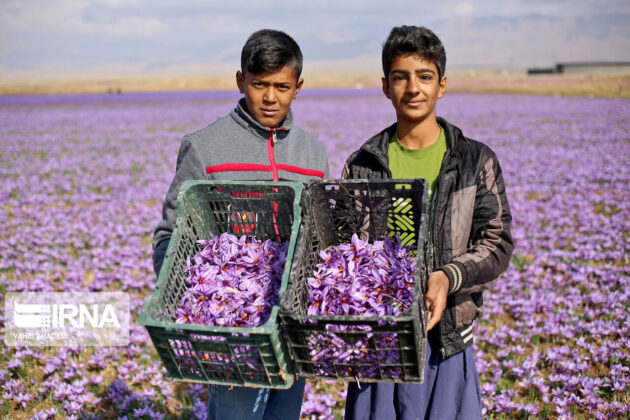 Iranian Farmers Start Harvesting Saffron 38