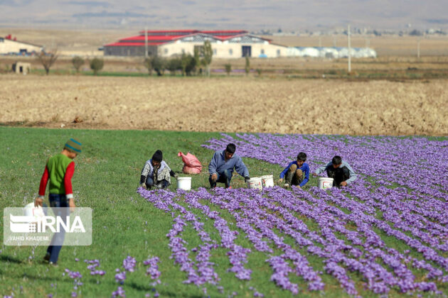 Iranian Farmers Start Harvesting Saffron 41