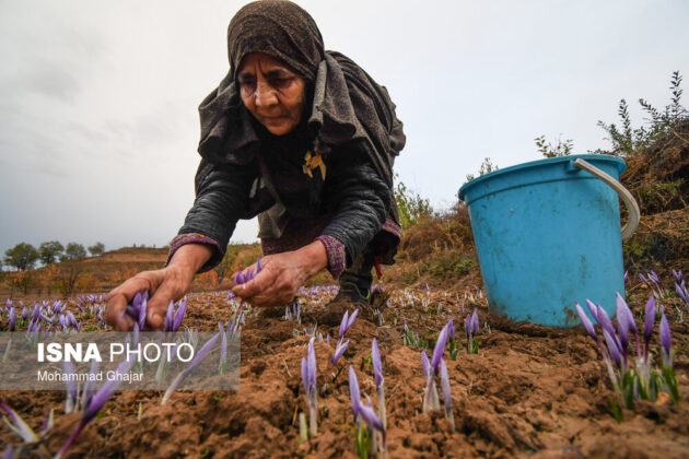 Iranian Farmers Start Harvesting Saffron 5