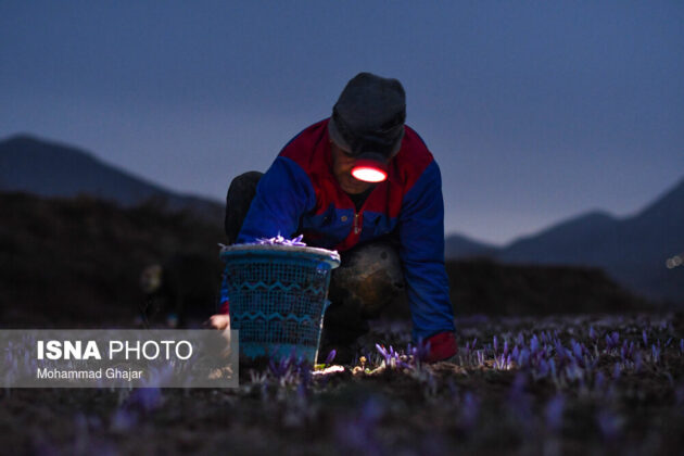 Iranian Farmers Start Harvesting Saffron 6