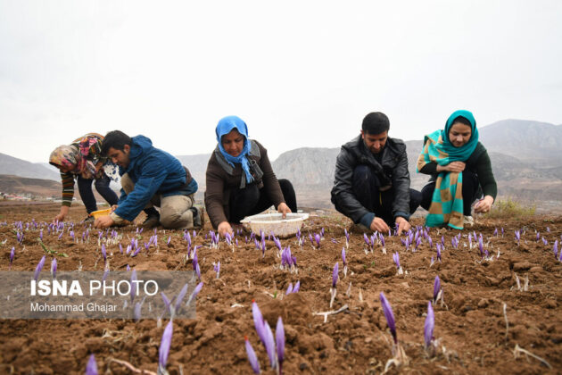 Iranian Farmers Start Harvesting Saffron 7