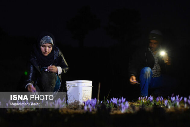 Iranian Farmers Start Harvesting Saffron 9