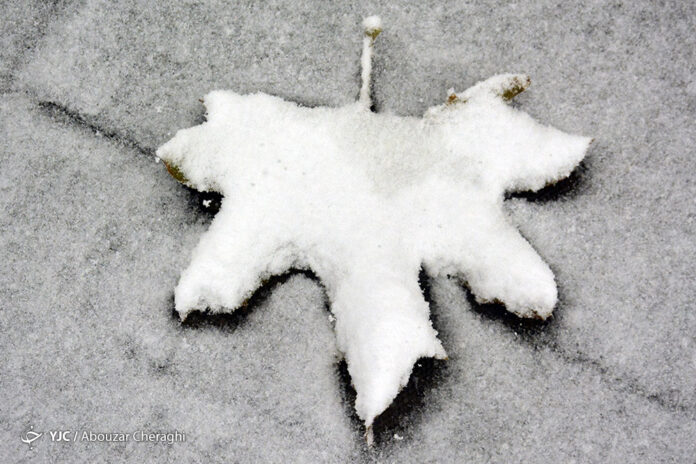 Autumn Leave under Snow Autumn Leave under Snow