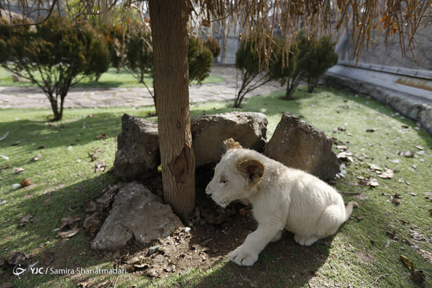 African Lion Cubs Arrive in Iran