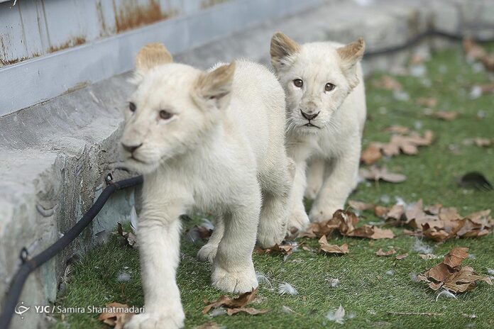 African Lion Cubs Arrive in Iran