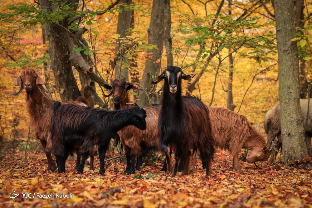 Iran’s Beauties in Photos: Autumn in Golestan Forest 32 Iran’s Beauties in Photos Autumn in Golestan Forest (26)