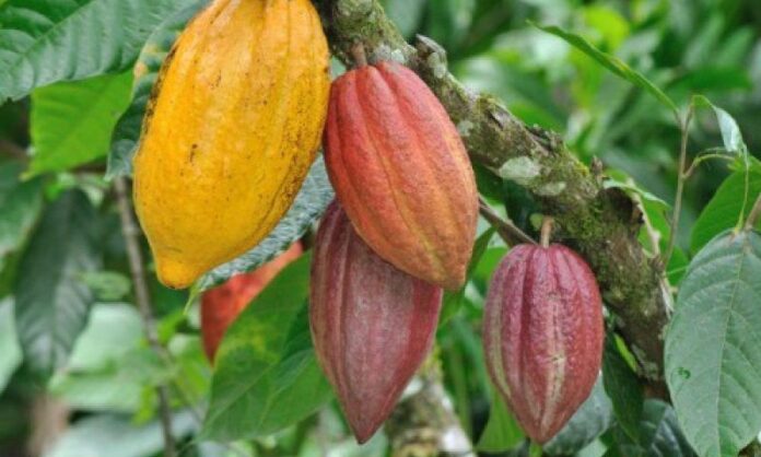 Iranian Biological Fertiliser Saves Cocoa Farms in Africa