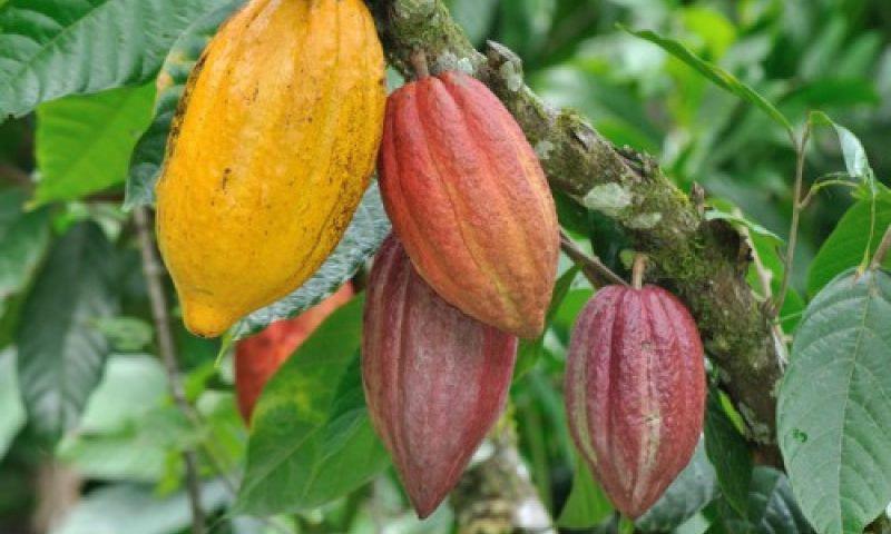Iranian Biological Fertiliser Saves Cocoa Farms in Africa