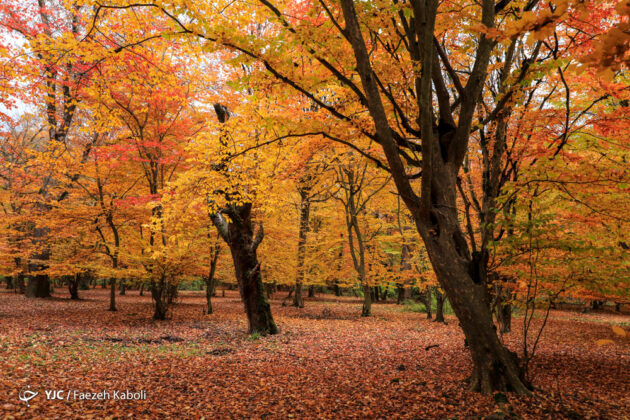 Iran’s Beauties in Photos: Autumn in Golestan Forest