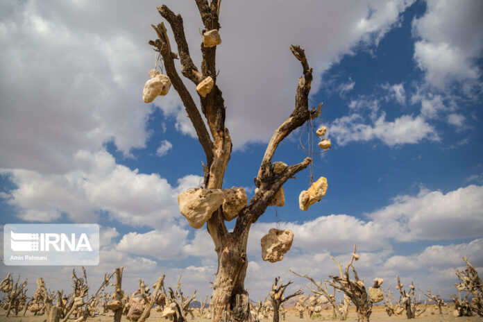 Iran’s Beauties in Photos Stone Garden of Kerman (2)