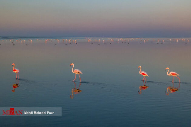 Migratory Birds in Iran’s Miankaleh Peninsula