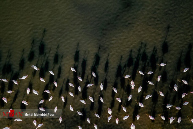Migratory Birds in Iran’s Miankaleh Peninsula