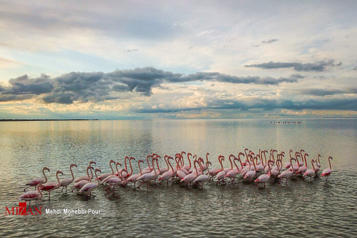 Migratory Birds in Iran’s Miankaleh Peninsula (27)