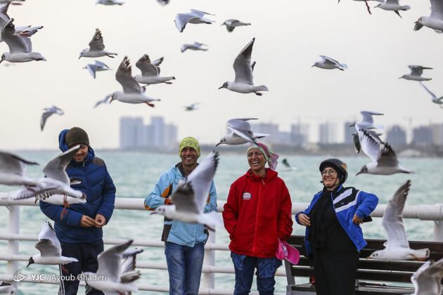 Migratory Birds On Kish Island, South Of Iran - Iran Front Page